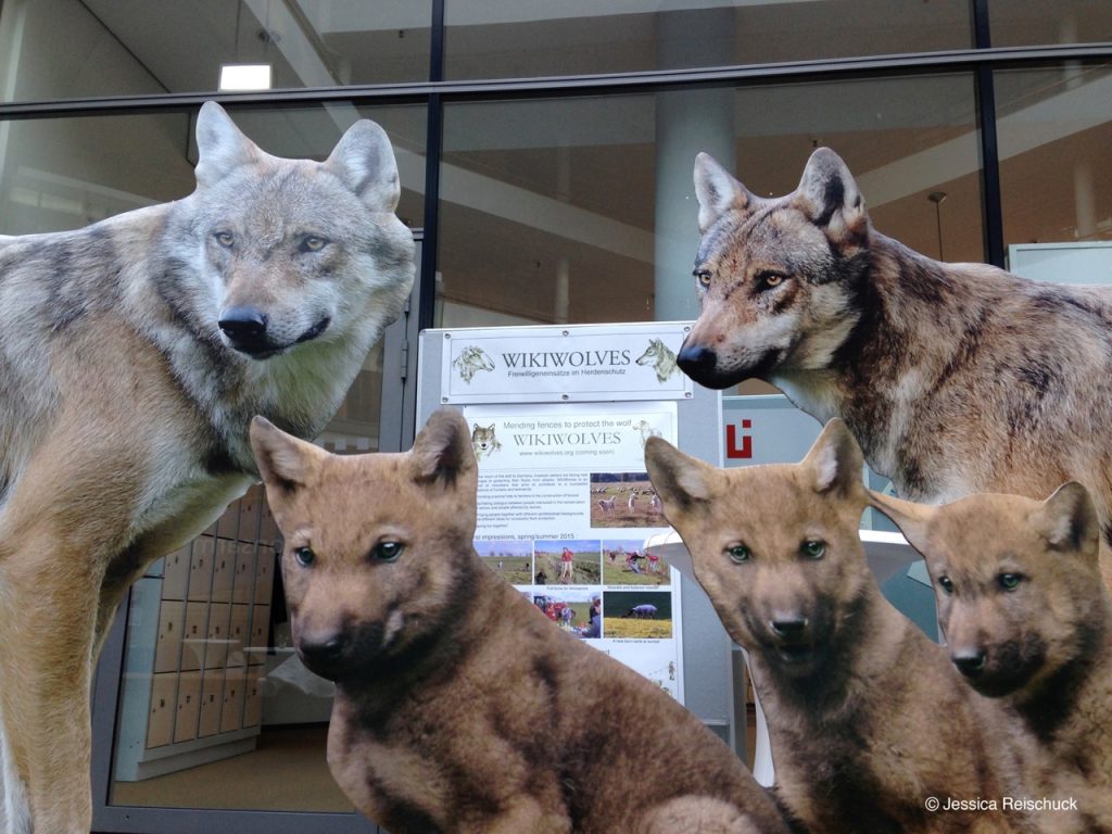 Engagement für Wölfe und Herdenhalter zugleich.