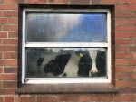 Kuh hinter einem Fenster.